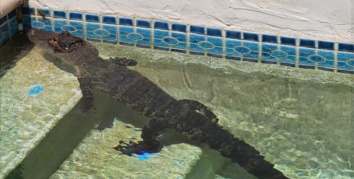 Женщина не смогла искупаться в собственном бассейне, ведь там охлаждался аллигатор