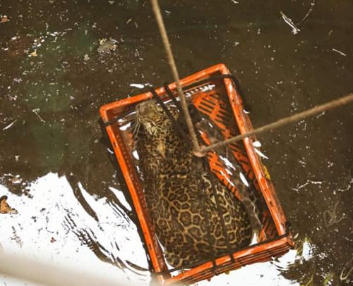 Леопарда, упавшего в глубокий колодец, удалось спасти
