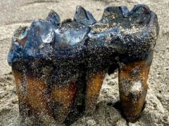 Гуляя по пляжу, женщина нашла древний зуб мастодонта