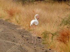 Фламинго в национальном парке удивил людей, ведь птицу заметили вдали от воды