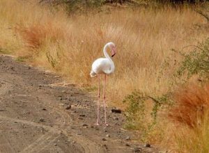 Фламинго в национальном парке удивил людей, ведь птицу заметили вдали от воды