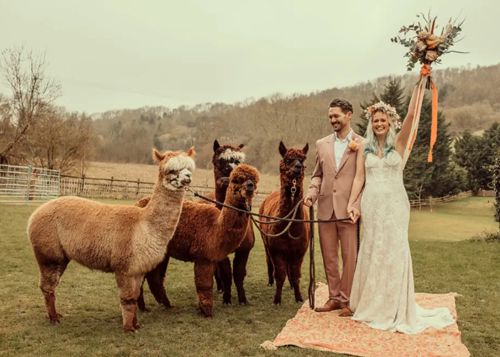 Владельцы фермы предлагают гостям устроить свадьбу в обществе альпак