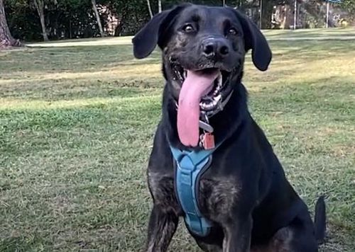 Собака попала в Книгу рекордов Гиннеса благодаря самому длинному языку в мире
