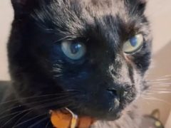 Мёртвая кошка подверглась сублимационной сушке, чтобы хозяйка могла никогда с ней не расставаться