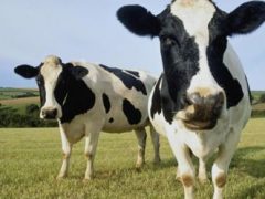 Мошенник обманул инвесторов, заявив, что получает экологически чистую энергию из коровьего навоза