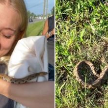 Девочка-подросток приняла ядовитую змею за ужа и взяла её на ручки