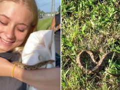 Девочка-подросток приняла ядовитую змею за ужа и взяла её на ручки