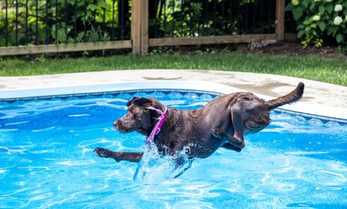 Открылась школа плавания, где собаки учатся правильно вести себя в бассейнах
