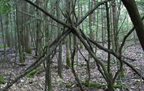 Эксперт уверен, что поваленные деревья могут свидетельствовать о том, что поблизости есть бигфуты