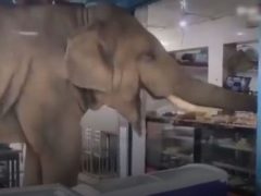 Слон пришёл в магазин, наелся продуктов и унёс с собой запасы