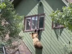 Медведь вломился в дом, съел свиные отбивные и повис на окне второго этажа