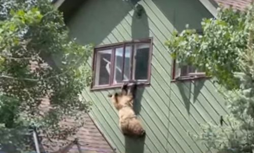 Медведь вломился в дом, съел свиные отбивные и повис на окне второго этажа