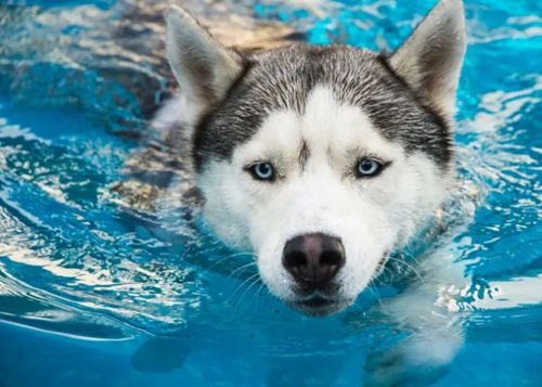 Открылась школа плавания, где собаки учатся правильно вести себя в бассейнах