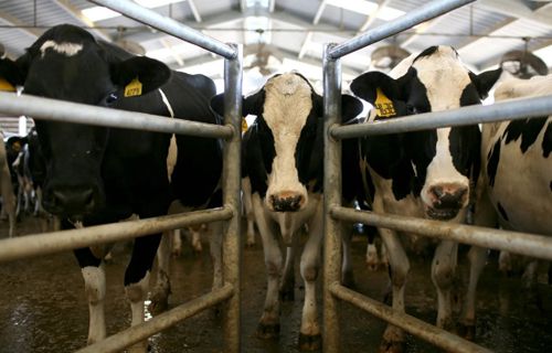 Мошенник обманул инвесторов, заявив, что получает экологически чистую энергию из коровьего навоза