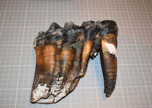 Гуляя по пляжу, женщина нашла древний зуб мастодонта
