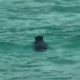 Медведь искупался на пляже вместе с отдыхавшими людьми, а после скрылся