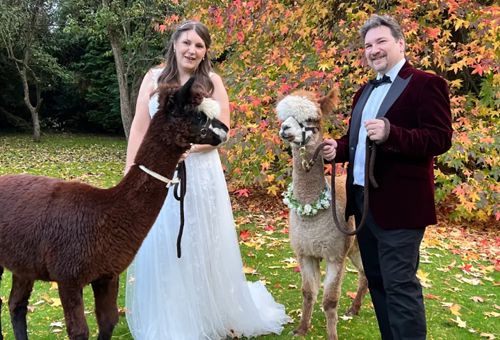 Владельцы фермы предлагают гостям устроить свадьбу в обществе альпак