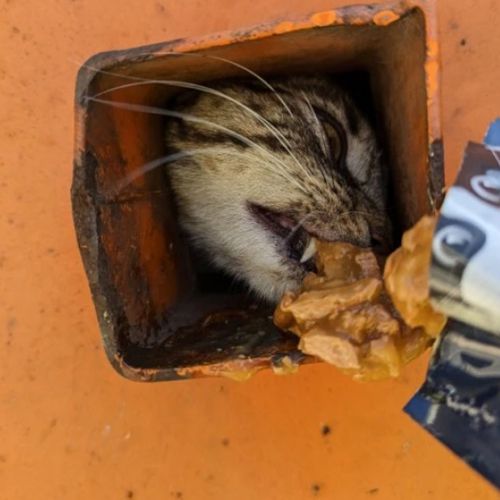 Кошка родила котёнка в мусорном контейнере, и обоих животных едва удалось спасти