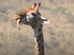 Людей поразил жираф, принявшийся жевать кость