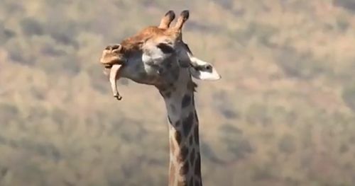 Людей поразил жираф, принявшийся жевать кость