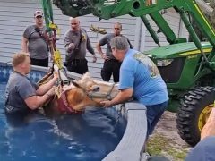 Пожарным пришлось спасать пугливую лошадь, прыгнувшую в бассейн