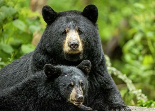 Супруги уверены, что за ними шпионит медведь с видеокамерой
