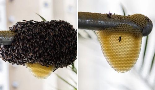 Пчёлы, поселившиеся на балконе, были изгнаны бензином