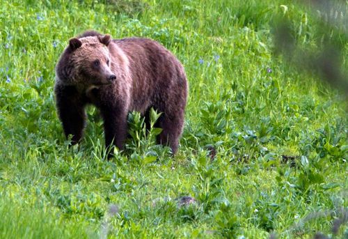 Туристка была найдена мёртвой после встречи с медведем