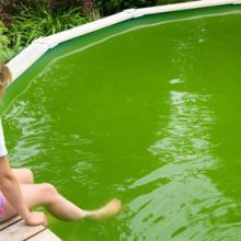 Соседям не понравился бассейн, заполненный зелёной водой