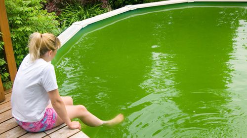 Соседям не понравился бассейн, заполненный зелёной водой