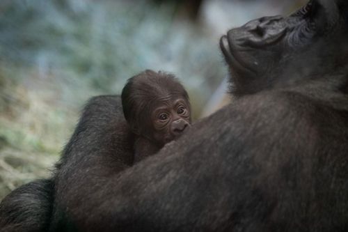 Горилла, которую сотрудники зоопарка считали самцом, забеременела и родила детёныша