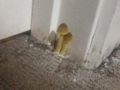 Мужчина обнаружил, что у него дома растут грибы
