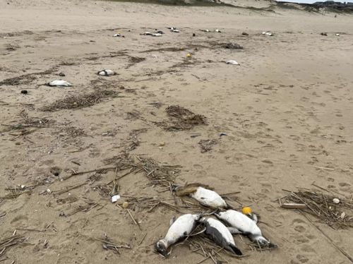 Тысячи мёртвых пингвинов выбросило на берег