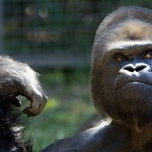 Посетителей зоопарка попросили не показывать видеоролики гориллам