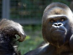 Посетителей зоопарка попросили не показывать видеоролики гориллам