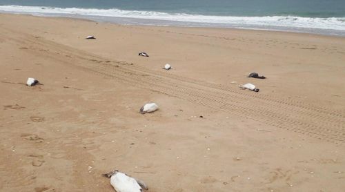 Тысячи мёртвых пингвинов выбросило на берег