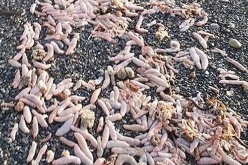 Пляж завалило червями, похожими на мужские половые органы