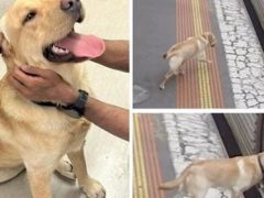 Пёс, сбежавший из дома, покатался на поезде