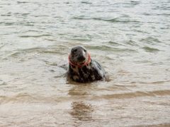 Самку тюленя с кольцом-фрисби на шее удалось спасти