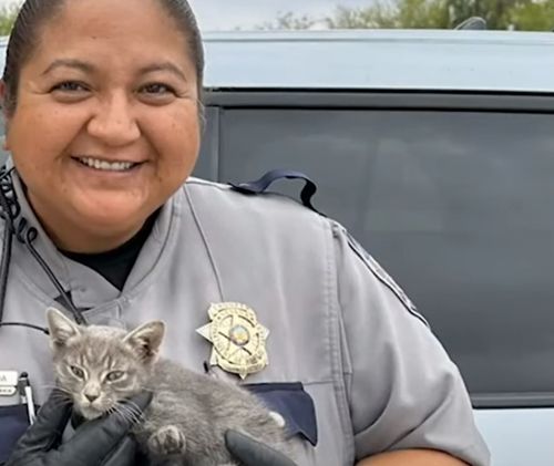 Сотрудница полиции поймала котёнка и спасла его с оживлённой трассы