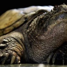 Власти опровергли известие о том, что в озере поселилась гигантская черепаха-людоед