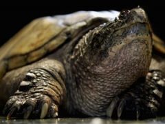 Власти опровергли известие о том, что в озере поселилась гигантская черепаха-людоед