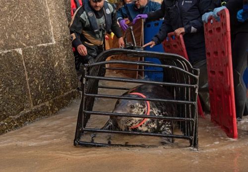 Самку тюленя с кольцом-фрисби на шее удалось спасти