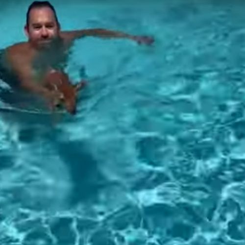 Физиотерапевты купают в бассейне спасённого оленёнка, чтобы помочь ему укрепить ноги