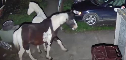 Лошади, вознамерившиеся сбежать от хозяина, попались благодаря камере видеонаблюдения