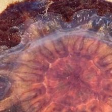 Родителей призывают не подпускать детей к медузам, которых выбрасывает на берег
