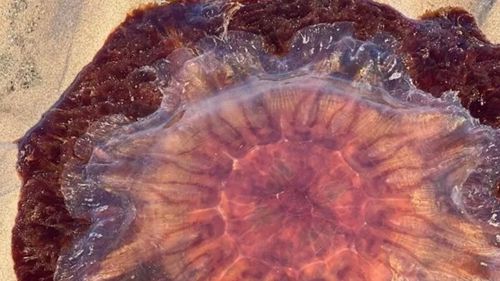Родителей призывают не подпускать детей к медузам, которых выбрасывает на берег