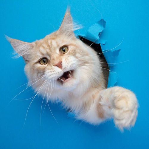 Фотограф снял серию портретов кошек, которые лезут сквозь бумажную стену