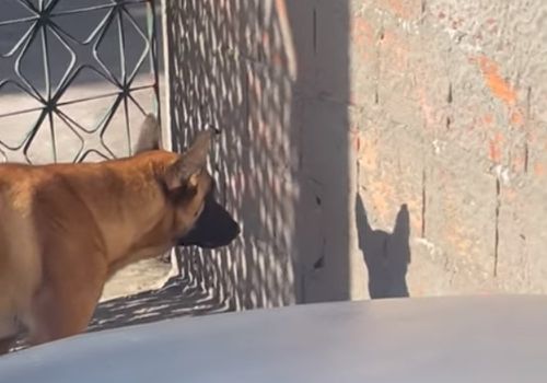 Собака испугалась собственной тени и попыталась на неё напасть