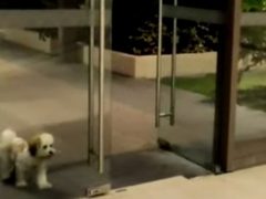 Собачка, которой хотелось подбежать к хозяину, едва нашла дверь